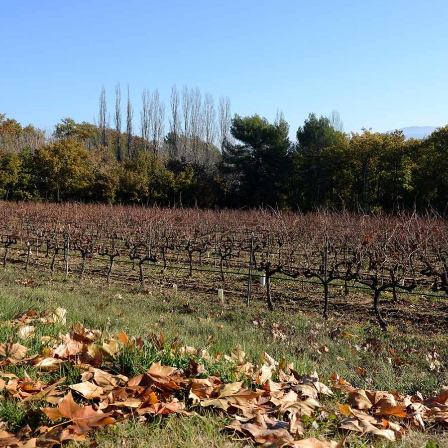 Les vignes du Domaine de la Verrière vin de Provence Luberon AOP Ventoux