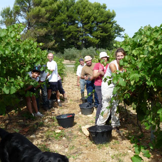 Vendanges au Domaine de la Verrière vin de Provence Luberon AOP Ventoux